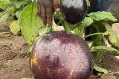 African-Eggplant-ready-for-Harvest_FOUR-Farm