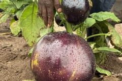 African-Eggplant-ready-for-Harvest_FOUR-Farm
