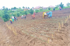 Beneficiaries-transplanting-Onions-on-the-project-farm_3