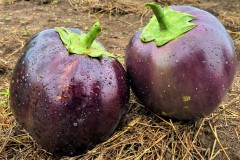 Harvested-African-Eggplant-species-from-project-farm