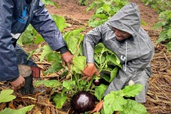 Project-Assistant-and-Gardener-in-African-Eggplant-Garden