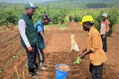 Project-Assistant-inspecting-Broccoli-and-Red-Cabbage-garden-during-planting_3